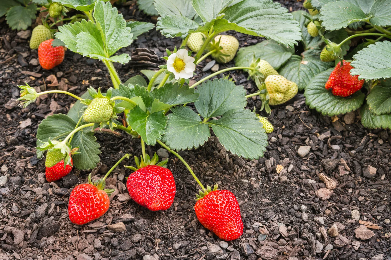 strawberry plant