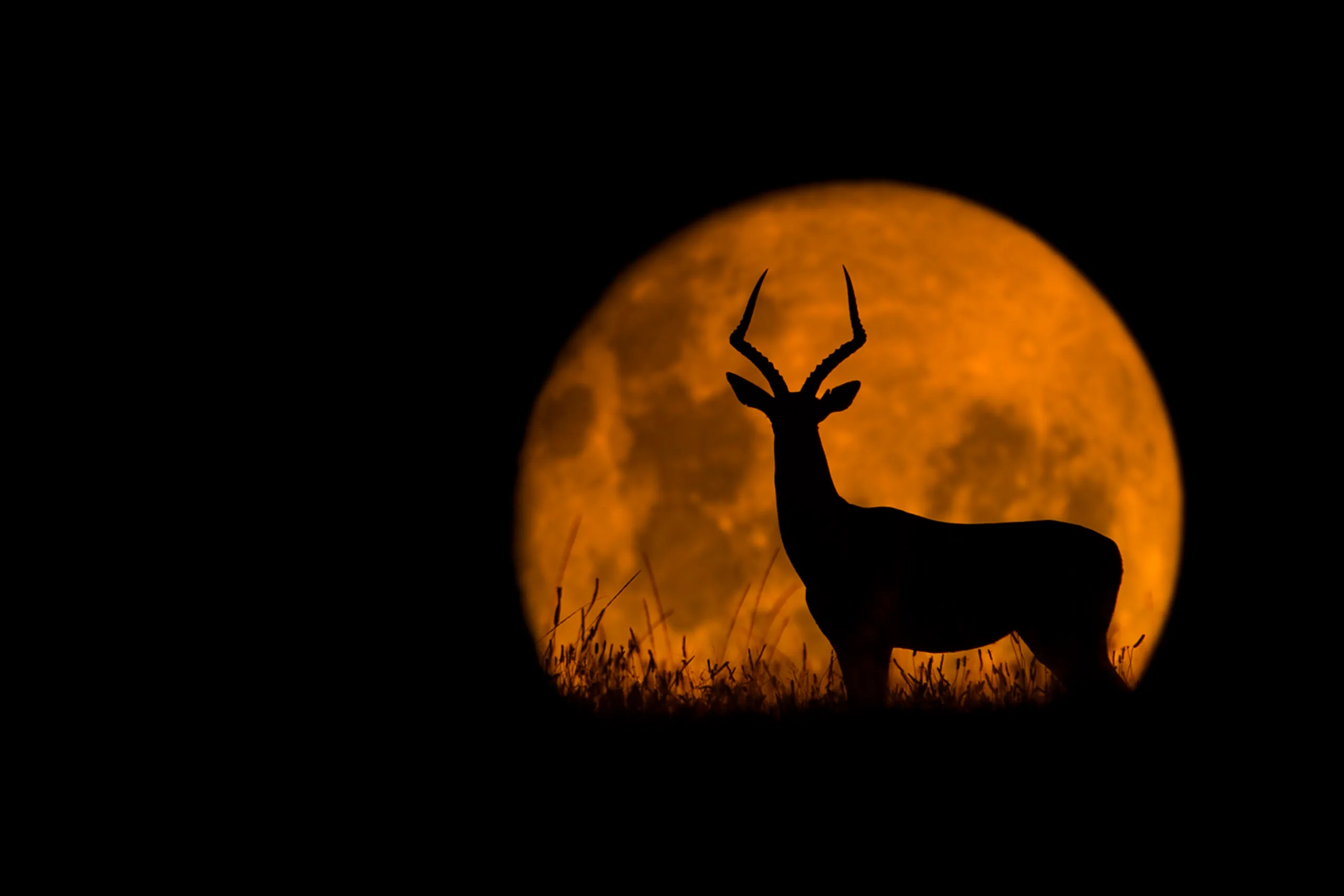 a full moon with a buck standing in front of it