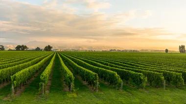 new zealand winery