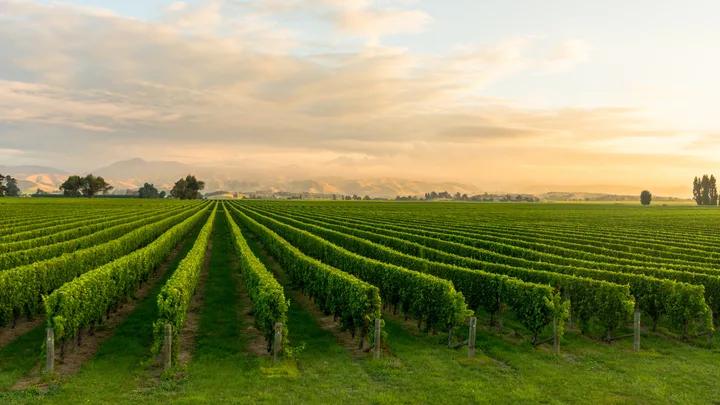 new zealand winery