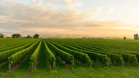 Holiday blues setting in? New Zealand’s wine regions are whispering your name