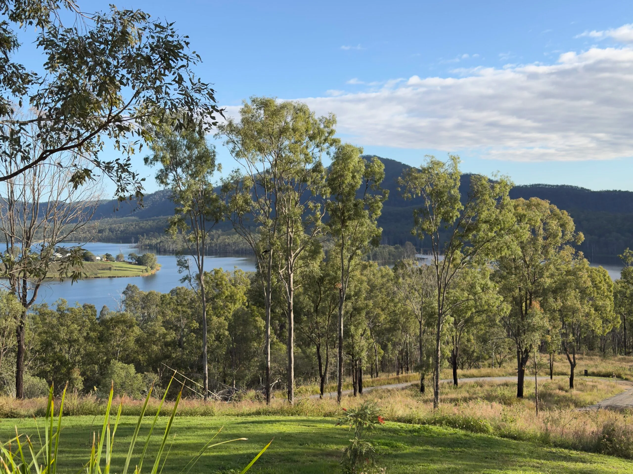 a view over bushland