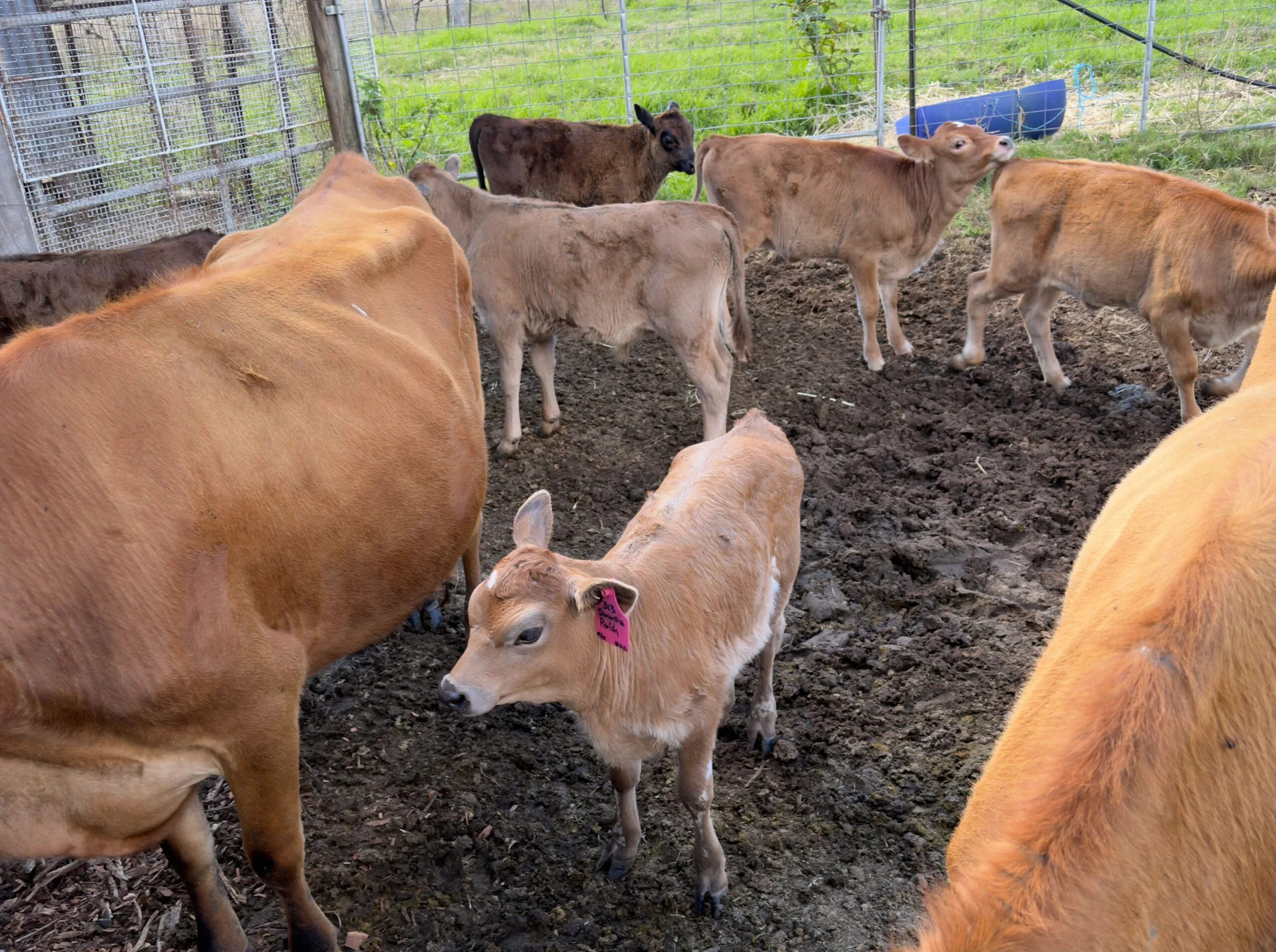 cows on the tommerups farm
