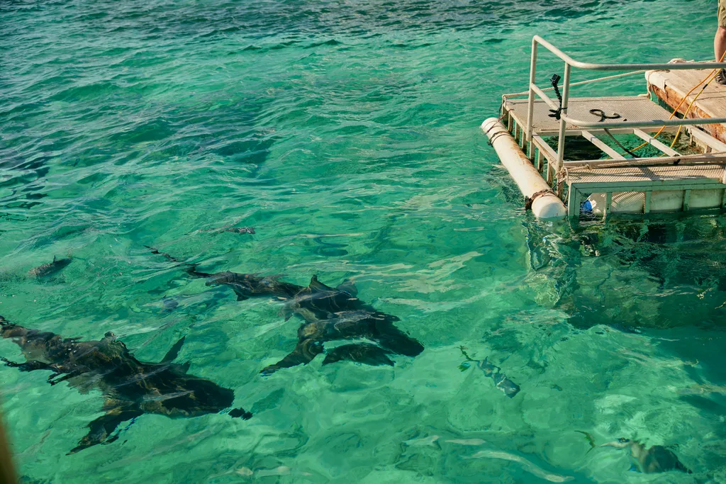 sharks in clear blue water beneath the surface