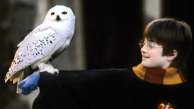 harry potter owl experience