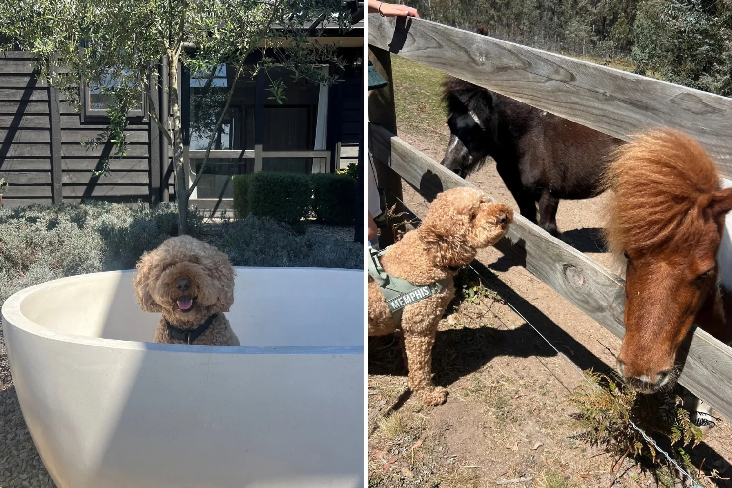 split screen of a dog in a bath and a dog meeting a horse 