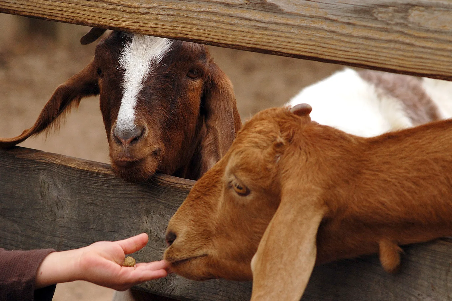 Toddler killed by visit to petting zoo while her brother, 5, fights for his life