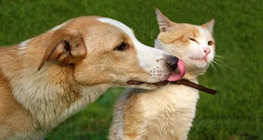Dogs Are Brainier Than Cats, New Study Finds