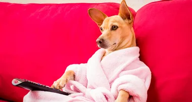 Yes, Your Dog Probably Is Watching Television