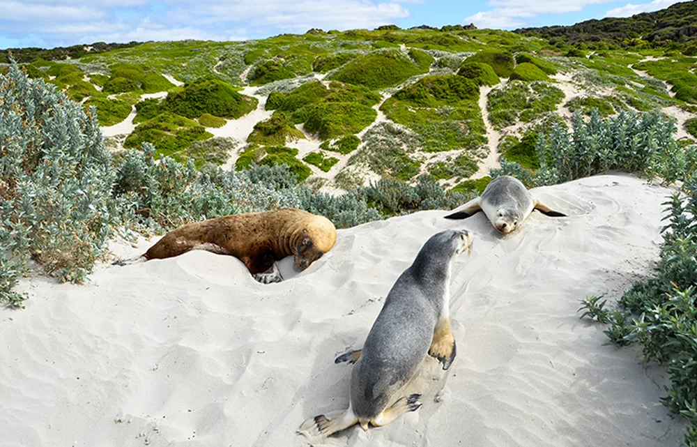 seal
