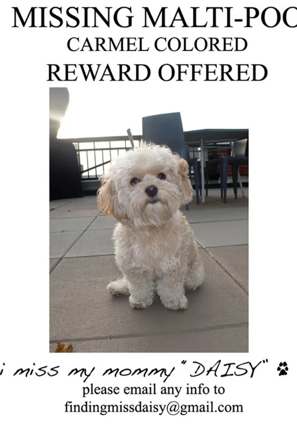 missing dog
