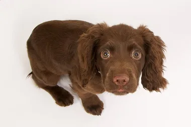 This new toy helps to battle pet anxiety