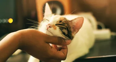 One third of animal owners prefer their pet to their partner