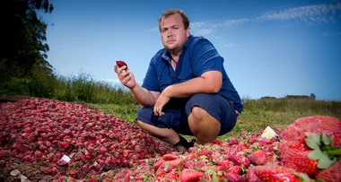 Australian Strawberry Farmers: “We’re going through a trauma!”