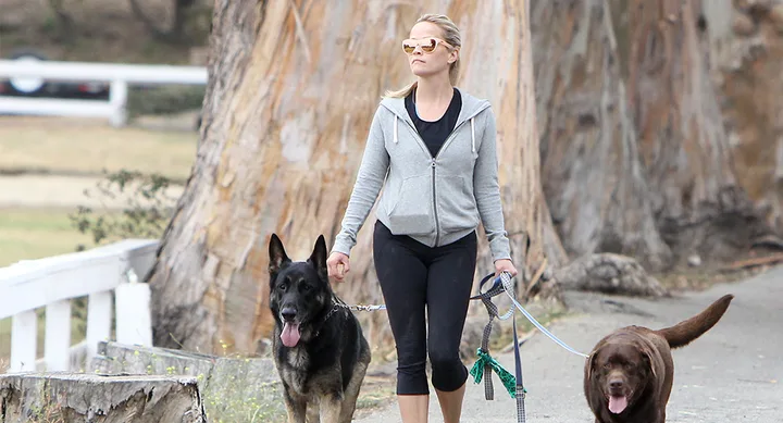 A person in sunglasses walking two dogs on a path near large trees.