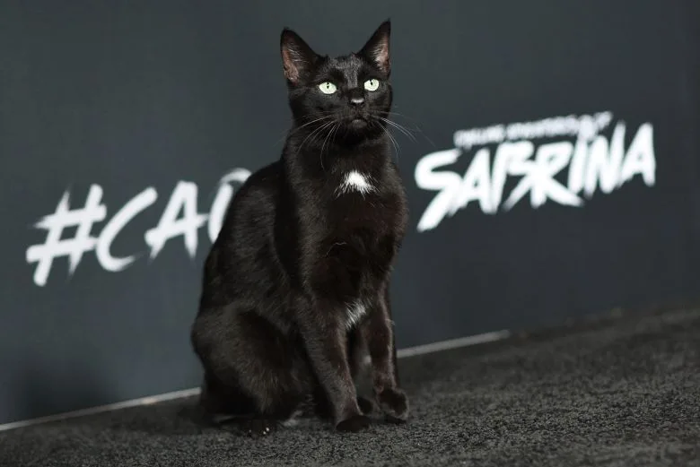 Salem the cat