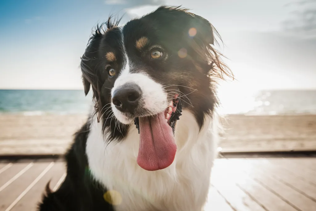 Dogs are welcome