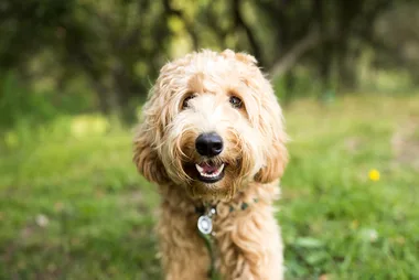 The Netflix series every dog lover has to see!