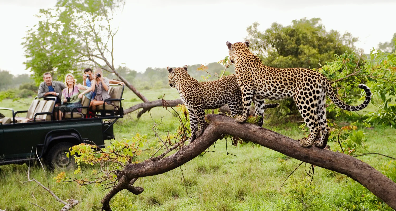 Safari South Africa leopards