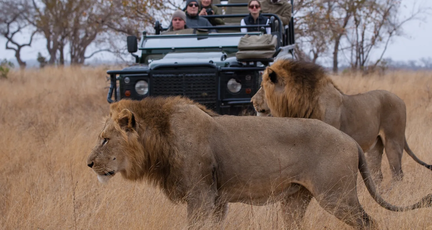 Lions on safari South Africa