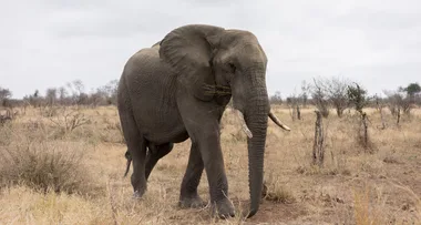Make a dream come true by going on safari in South Africa