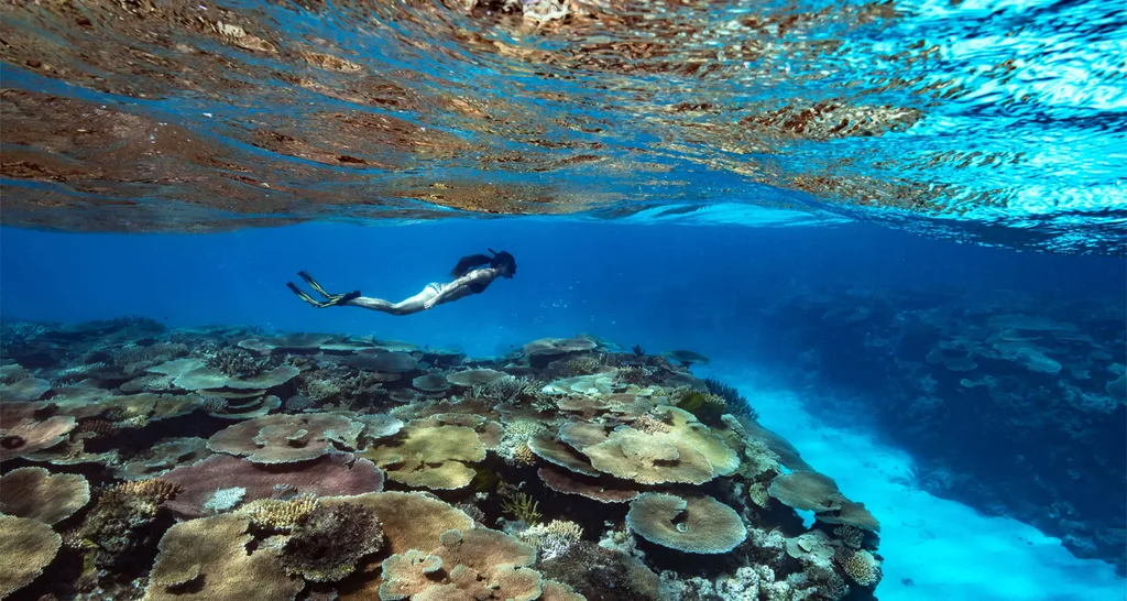 The reef near Orpheus Island