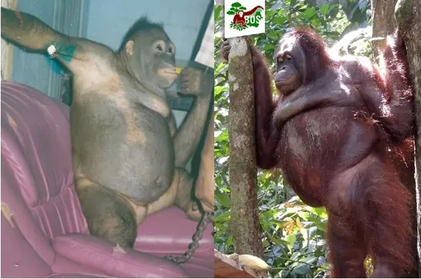 Borneo Orangutan Survival Foundation