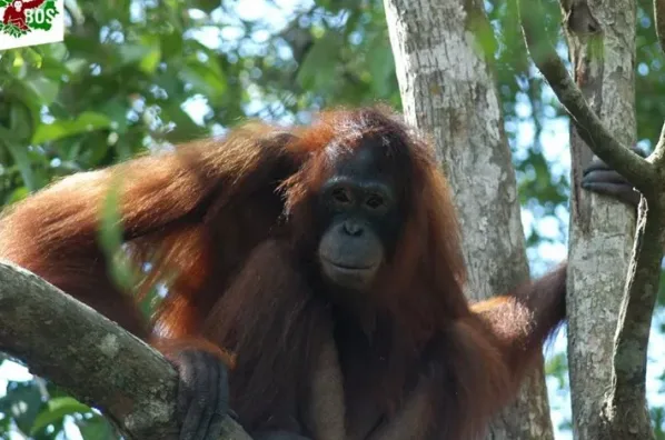 Borneo Orangutan Survival Foundation