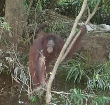 Borneo Orangutan Survival Foundation