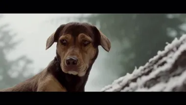 A Dog’s Way Home official trailer