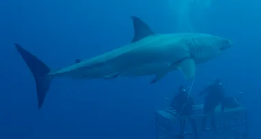 Shark Week is back! Here’s what to expect