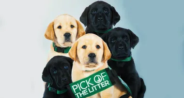 REVIEW: ‘Pick of the Litter’