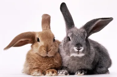Australian senate passes bill to ban cosmetic animal testing