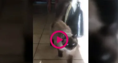 WATCH: Pet cat who survived 5 months alone finally returns home