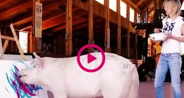 WATCH: Painting pig sells work for thousands of dollars
