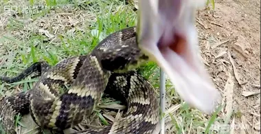60 Minutes star Tara Brown’s Snake Island terror: ‘You’re going to die screaming’