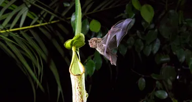 If you watch one wildlife series, make it ‘Our Planet’