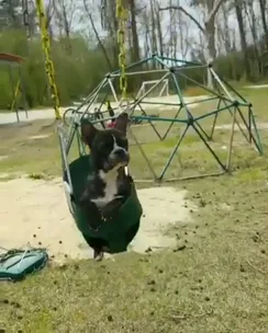 WATCH: Jenelle Evan’s husband David plays with their French Bulldog, Nugget