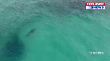 WATCH: A great white shark has been spotted lurking off Bondi Beach