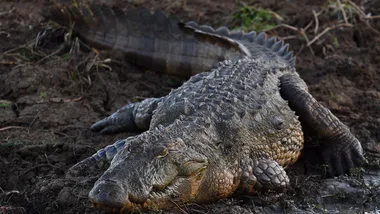 WATCH: You can now dive with deadly crocodile’s in the Northern Territory