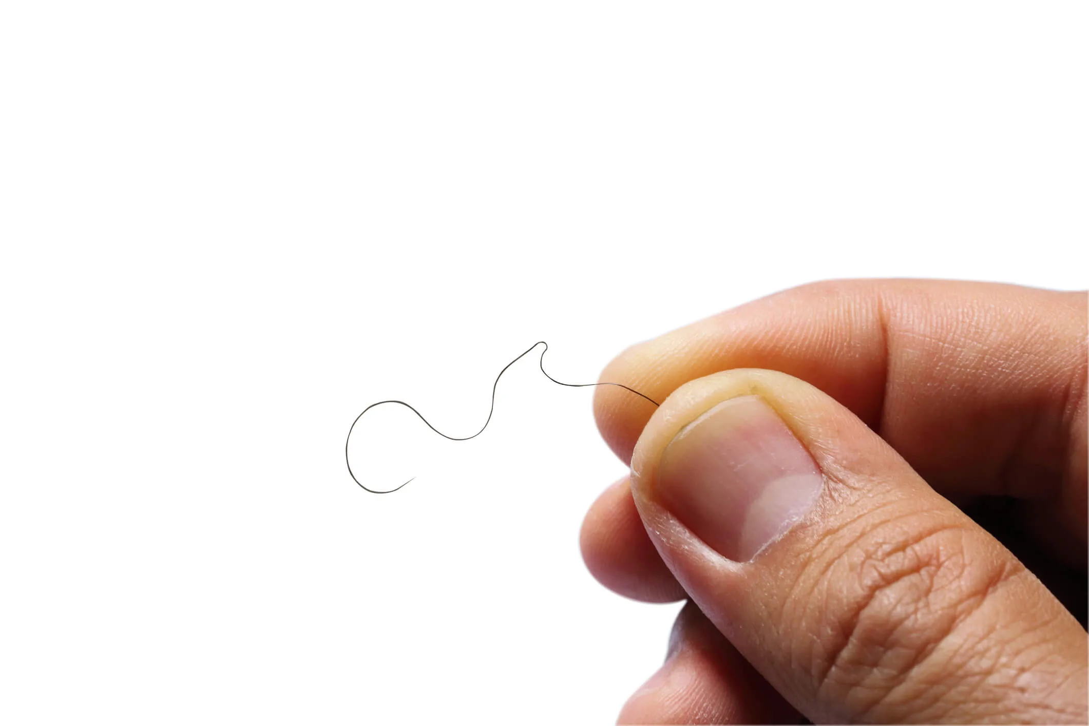 Hand holding a single pubic hair against a white background