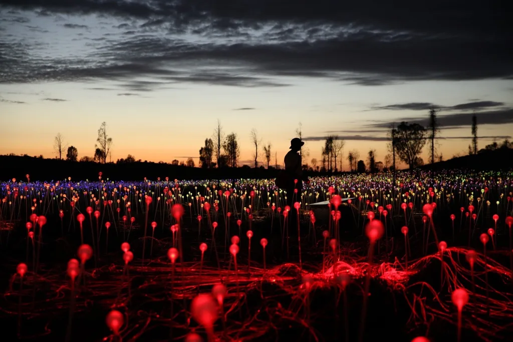 Fields of Light