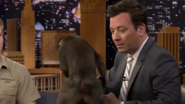 Bob Irwin plays with wild animals on Jimmy Fallon