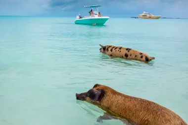 The quirky island celebrities can’t get enough of…