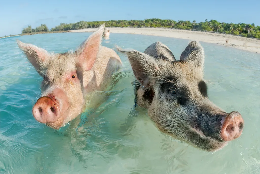 Pig Beach