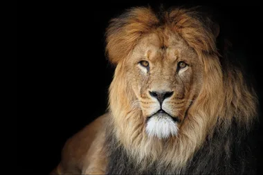 10 Famous Leo Celebrities: Who Are They And What Are They Like?