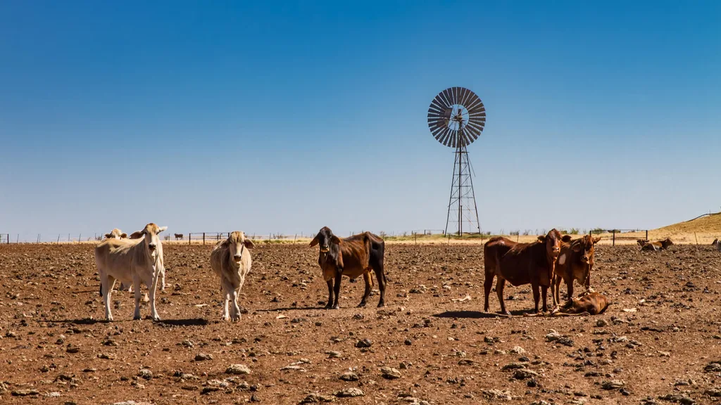 A drought affecting a cattle station with a windmill in the background