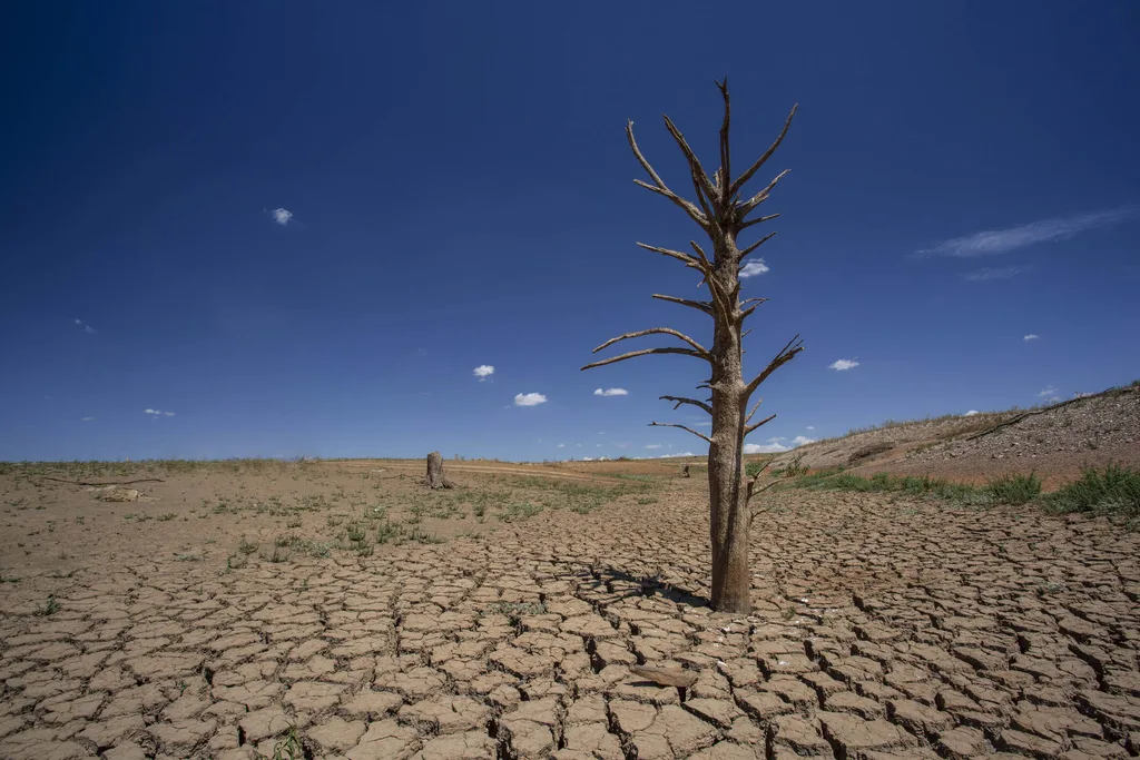 Dry cracked earth with a dead tree because of a drought