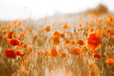 Fresh And Full Of Life: Colours That Go Well With Orange