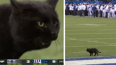 Black cat runs on the field during NFL game